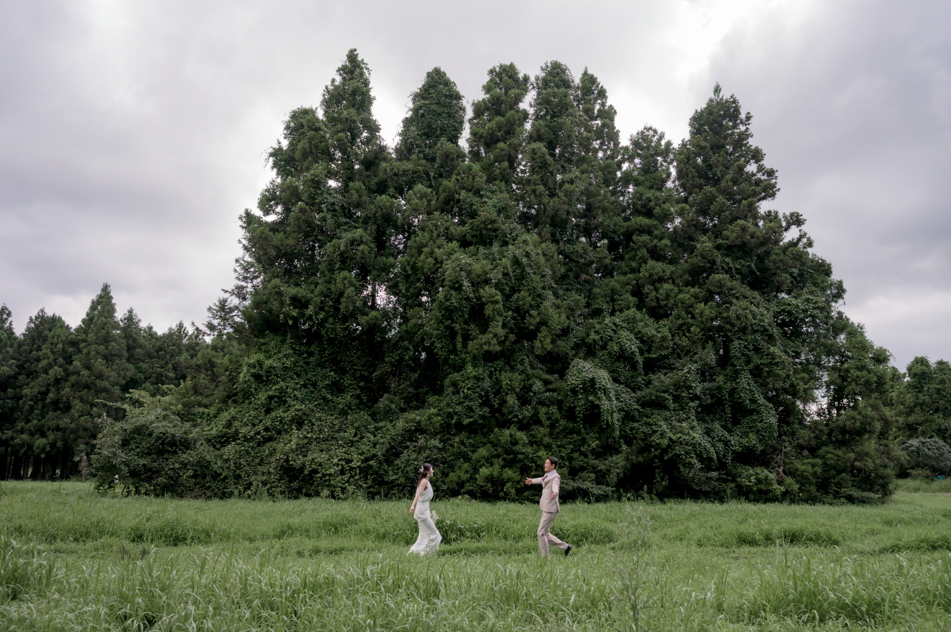 제주 웨딩스냅 나무